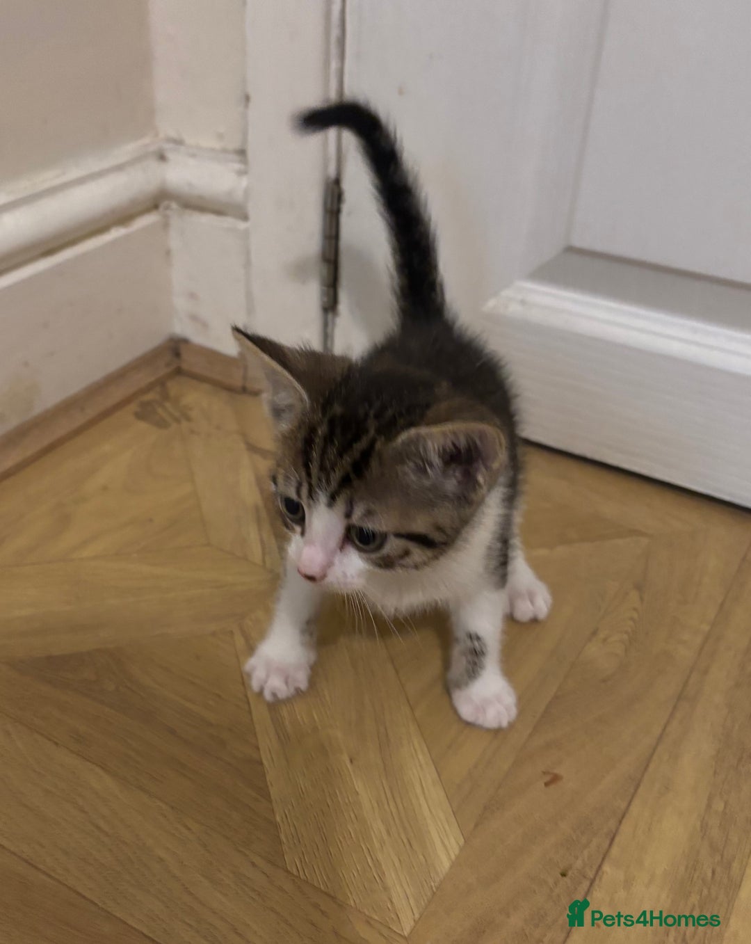 Mixed Breed cats for sale: Beautiful Mixed breed kittens for sale - Image 4