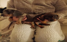 Dachshund dogs for sale: Adorable miniature daschunds - Image 2