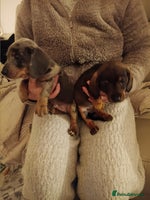 Dachshund dogs - Advert 13