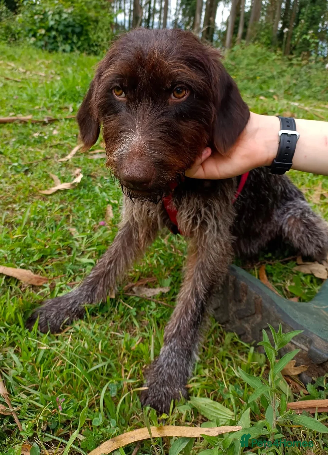 German Wirehaired Pointer dogs for adoption: Lucy, GWP Podenco cross, aged 3 - Advert 1