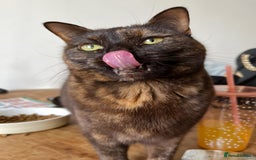 Domestic Shorthair cats for sale: Cat for sale - Image 1