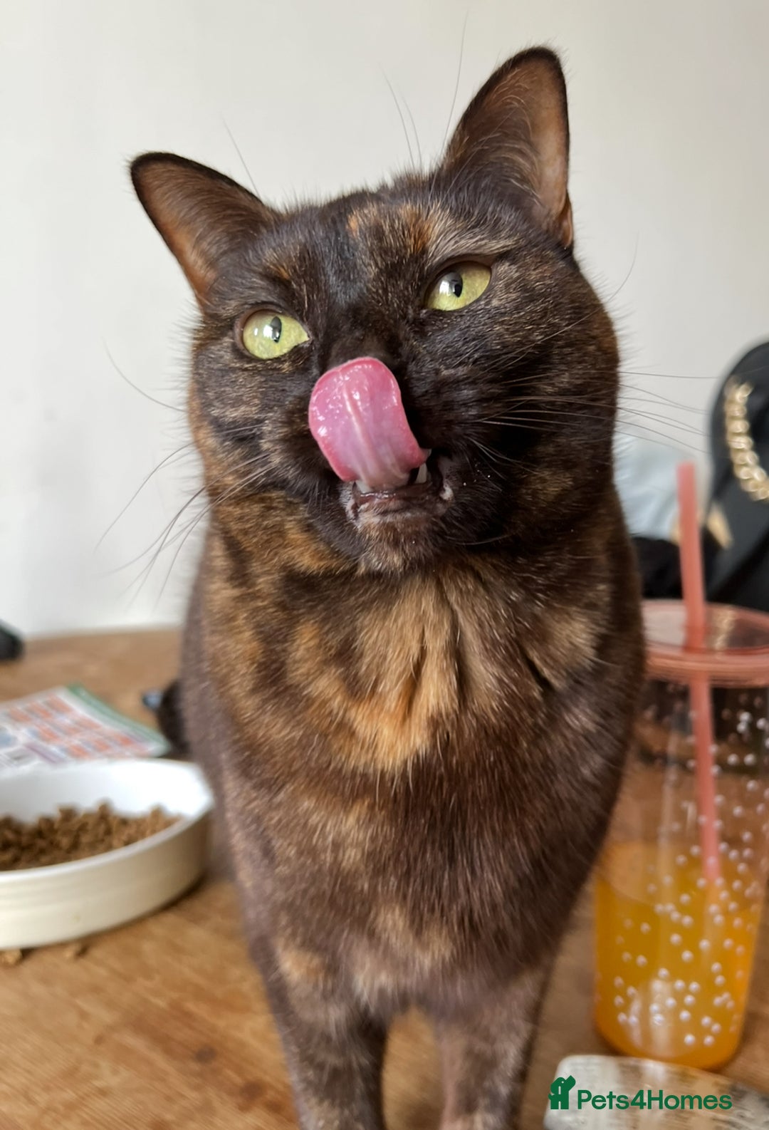 Domestic Shorthair cats for sale: Cat for sale - Image 1