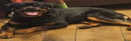 Rottweiler dogs for sale: Rottweiler puppies - Advert 1