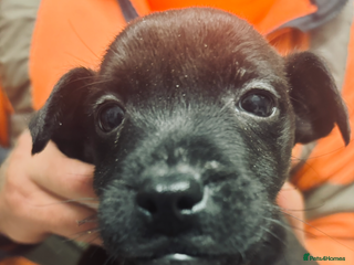 Patterdale Terrier dogs - Advert 8