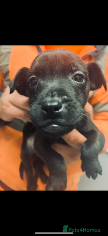 Patterdale Terrier dogs - Advert 1
