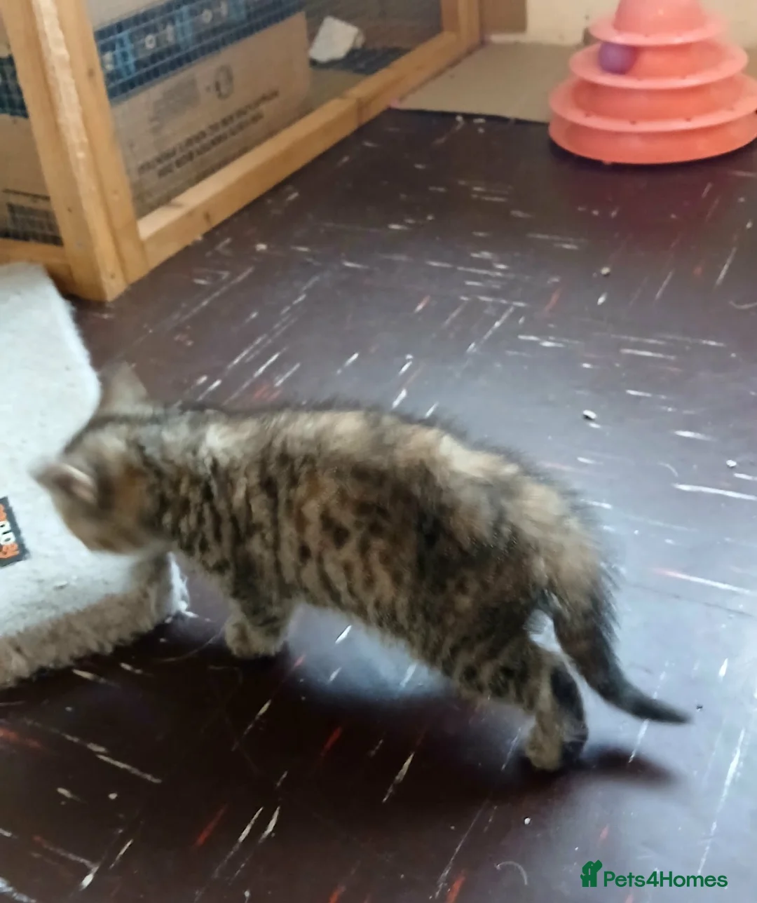 Mixed Breed cats for sale: Kittens is ready for new homes . - Advert 4