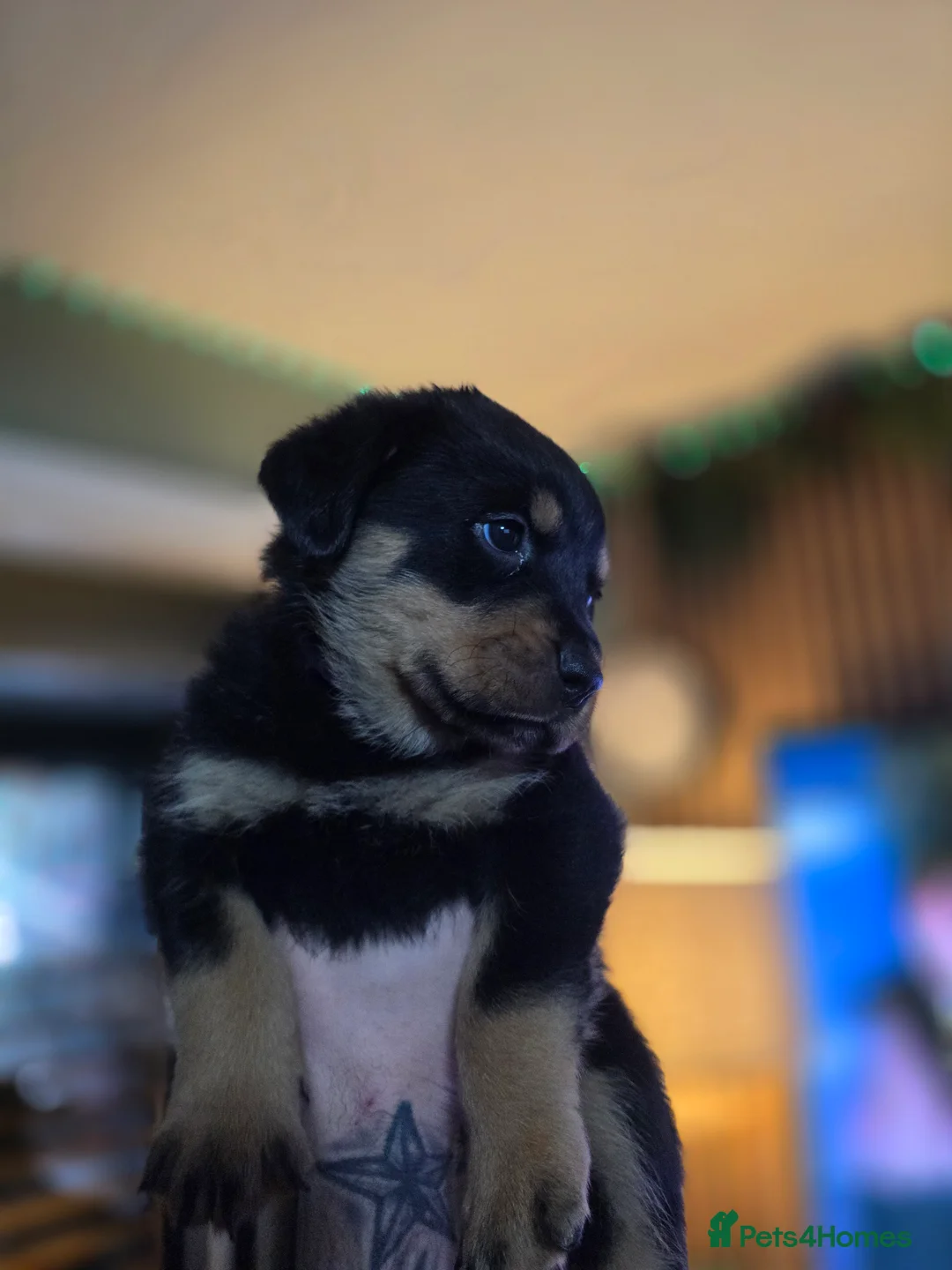 Rottweiler dogs for sale: Stunning chunky Rottweiler puppies  - Advert 7