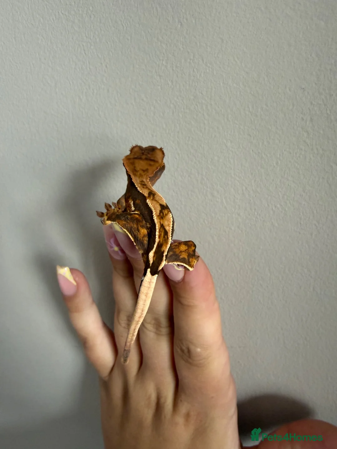 Gecko reptiles for sale: Crested gecko for sale  - Advert 1