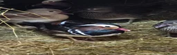 Ducks poultry for sale: Mandarin ducks - Advert 4