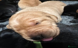 Labrador Retriever dogs for sale: Beautiful Labrador Retriever puppies - Image 10