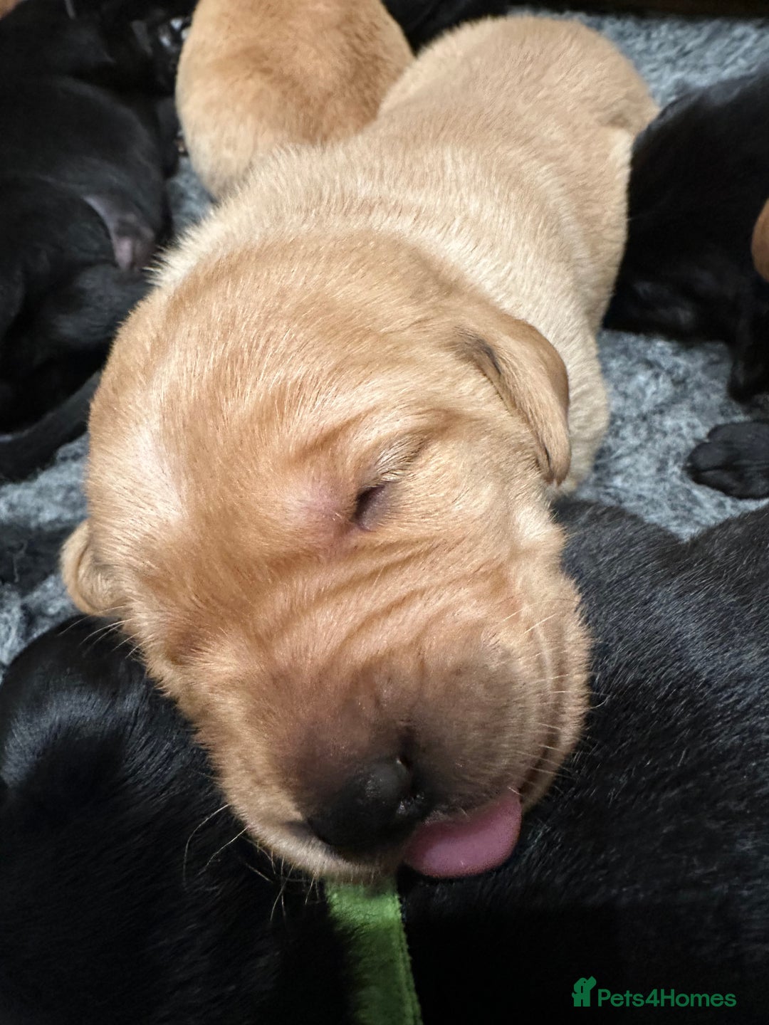 Labrador Retriever dogs for sale: Beautiful Labrador Retriever puppies - Image 10