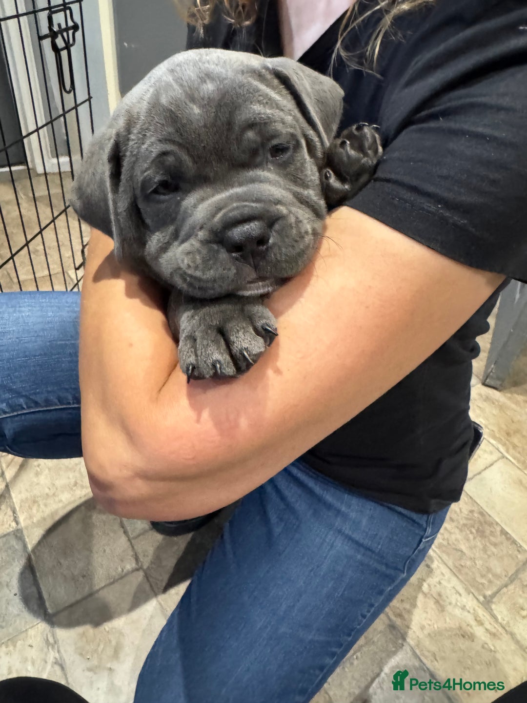 Staffordshire Bull Terrier dogs for sale: Prince Fury - Advert 7