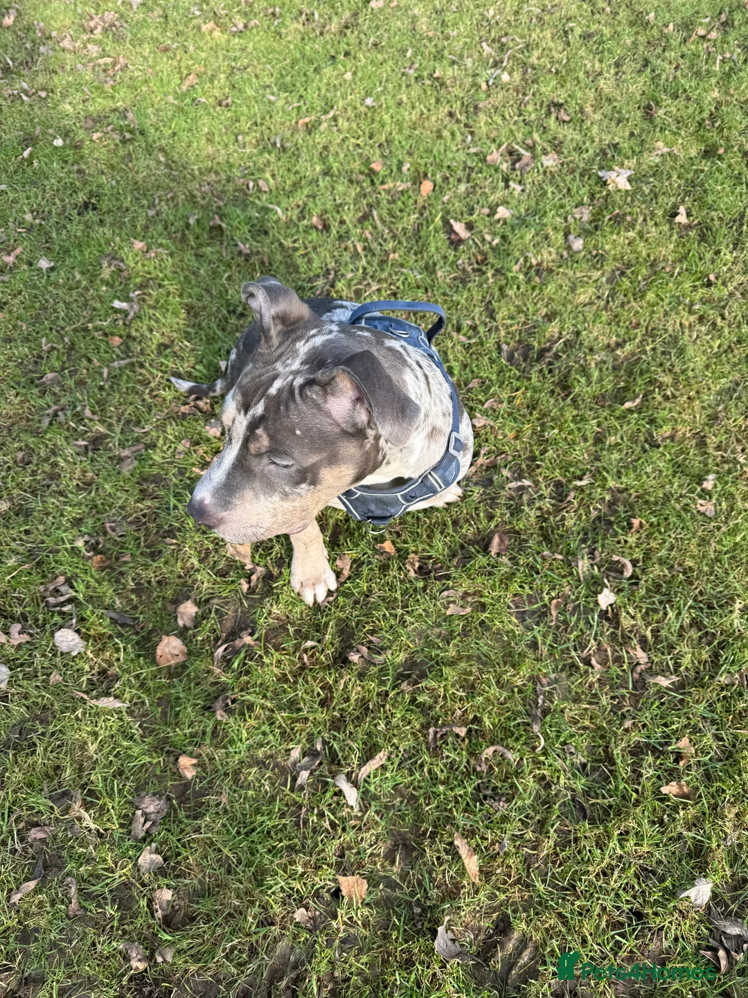 American Bully dogs for sale: Pocket bully for sale  - Advert 3