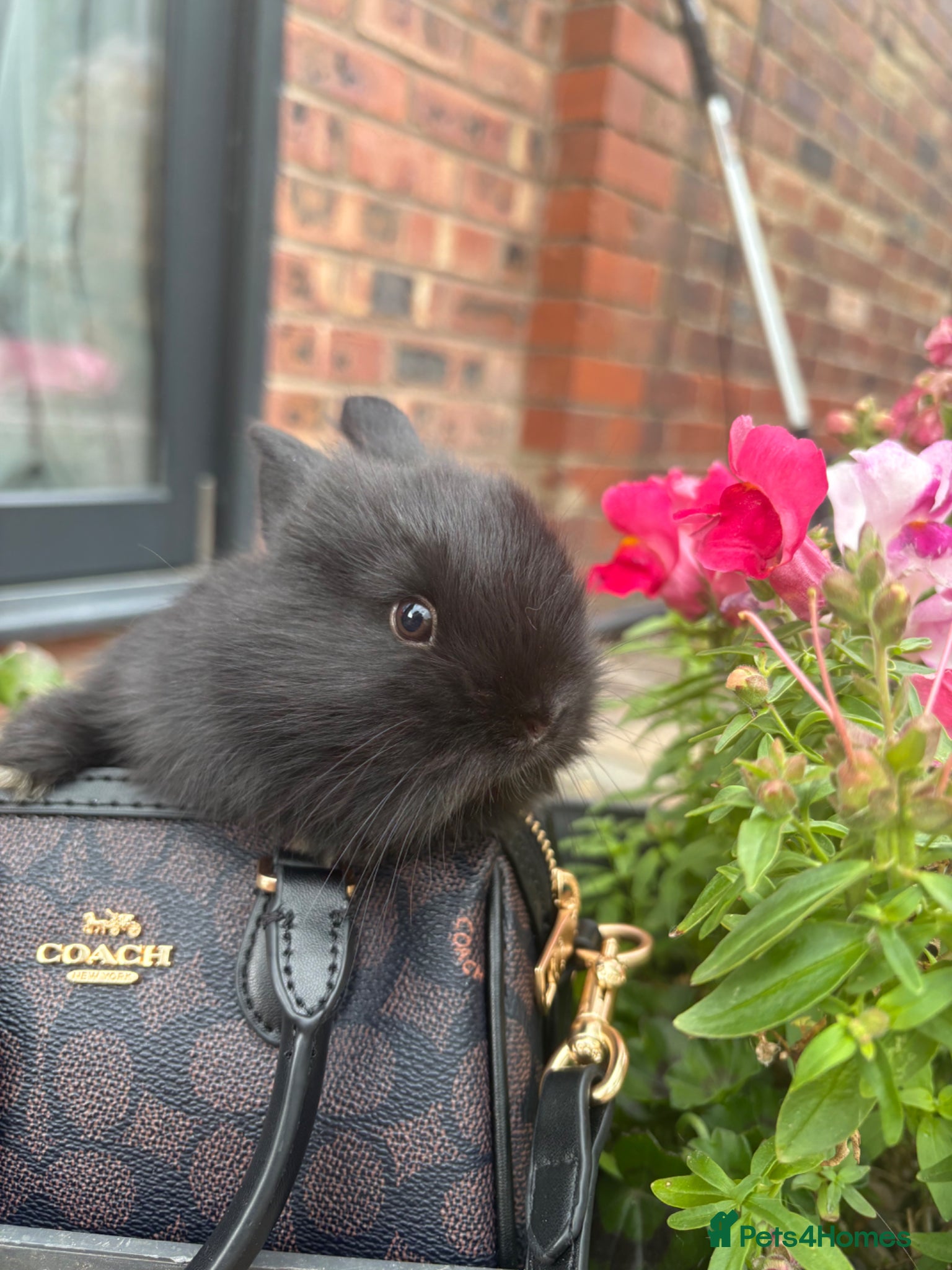 Lionhead rabbits for sale: Dwarf Lionhead Bunnies in Macclesfield - Advert 8