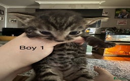 British Shorthair cats for sale: 5 black & Tabby kittens for Sale  - Image 5