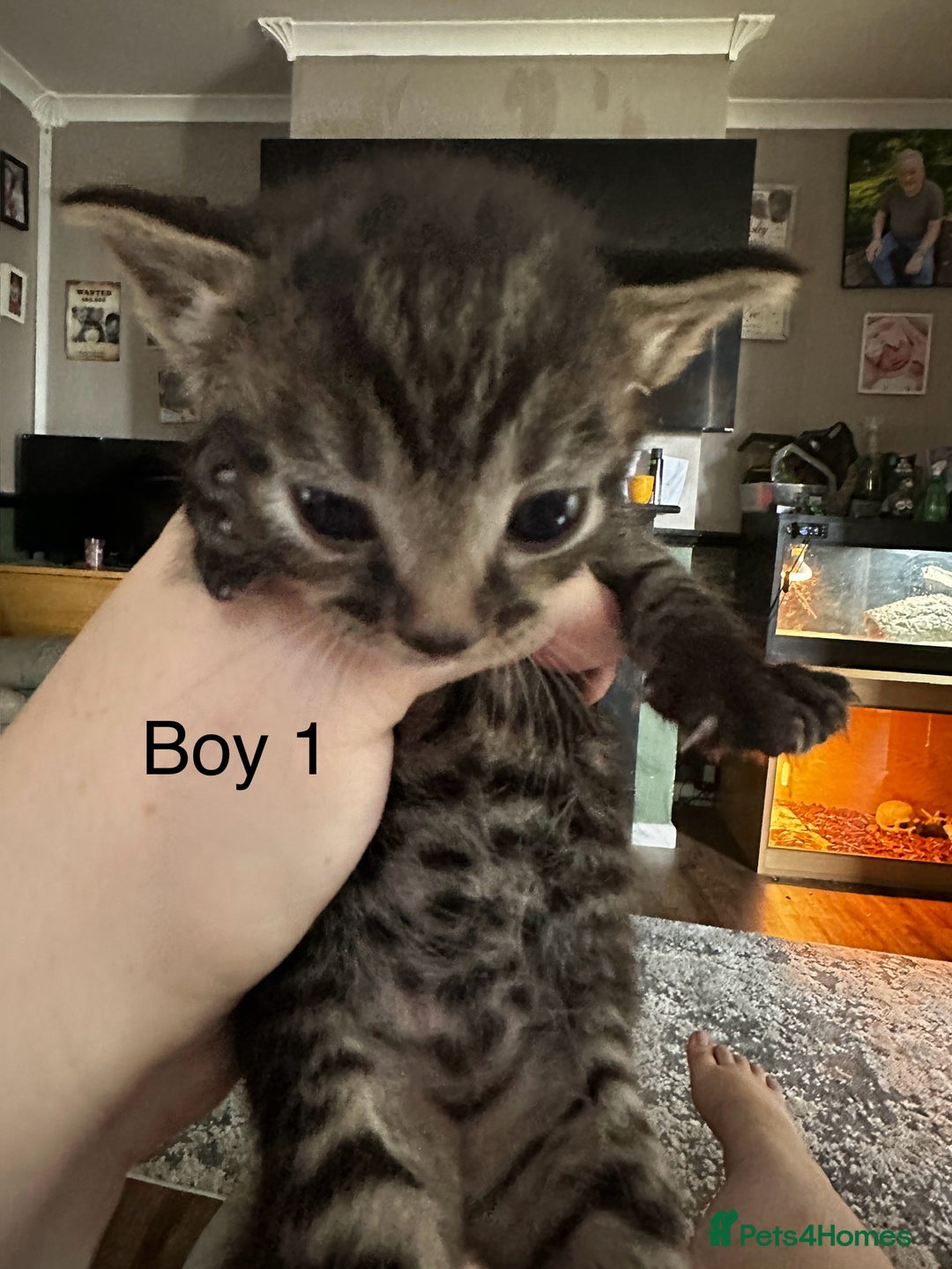 British Shorthair cats for sale: 5 black & Tabby kittens for Sale  - Image 5