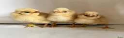 Chickens poultry for sale: Various breeds day old chicks  - Advert 5