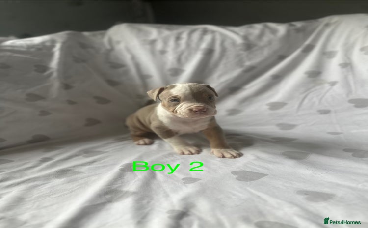 Mixed Breed dogs - Advert 3