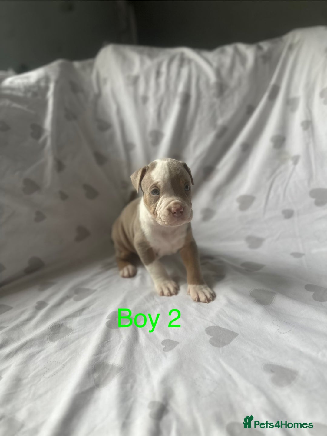 Mixed Breed dogs for sale: Beautiful staffie cross bullmastiff puppies  - Image 1