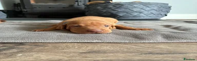 Hungarian Vizsla 5