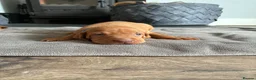Hungarian Vizsla dogs for sale: Gwens puppies 🐾 - Advert 8