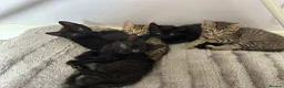 Mixed Breed cats for sale: Beautiful mixed bread kittens 🐈‍⬛  - Advert 15