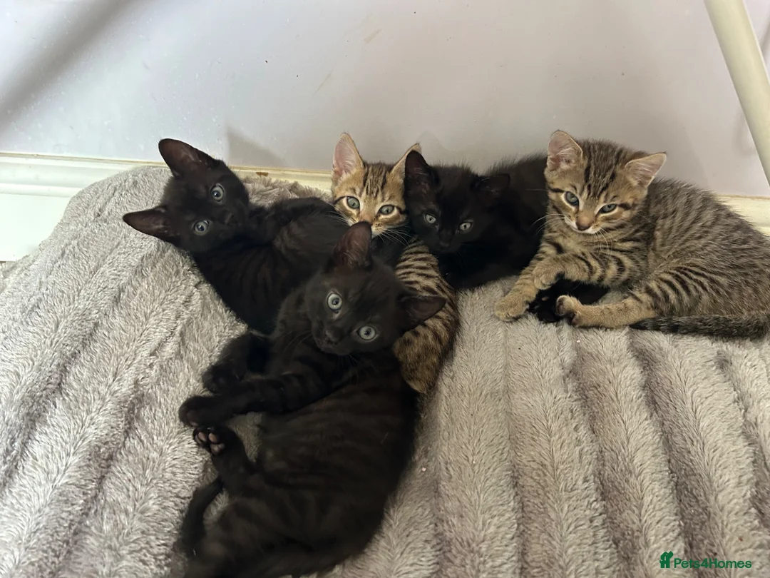Mixed Breed cats for sale: Beautiful mixed bread kittens 🐈‍⬛  - Advert 15