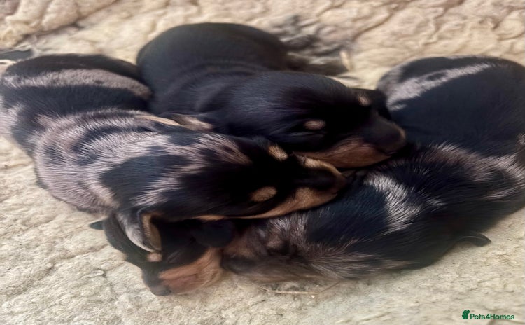 Dachshund dogs - Advert 4