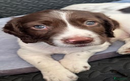 English Springer Spaniel dogs for sale: Beautiful English springer spaniel puppies - Image 7