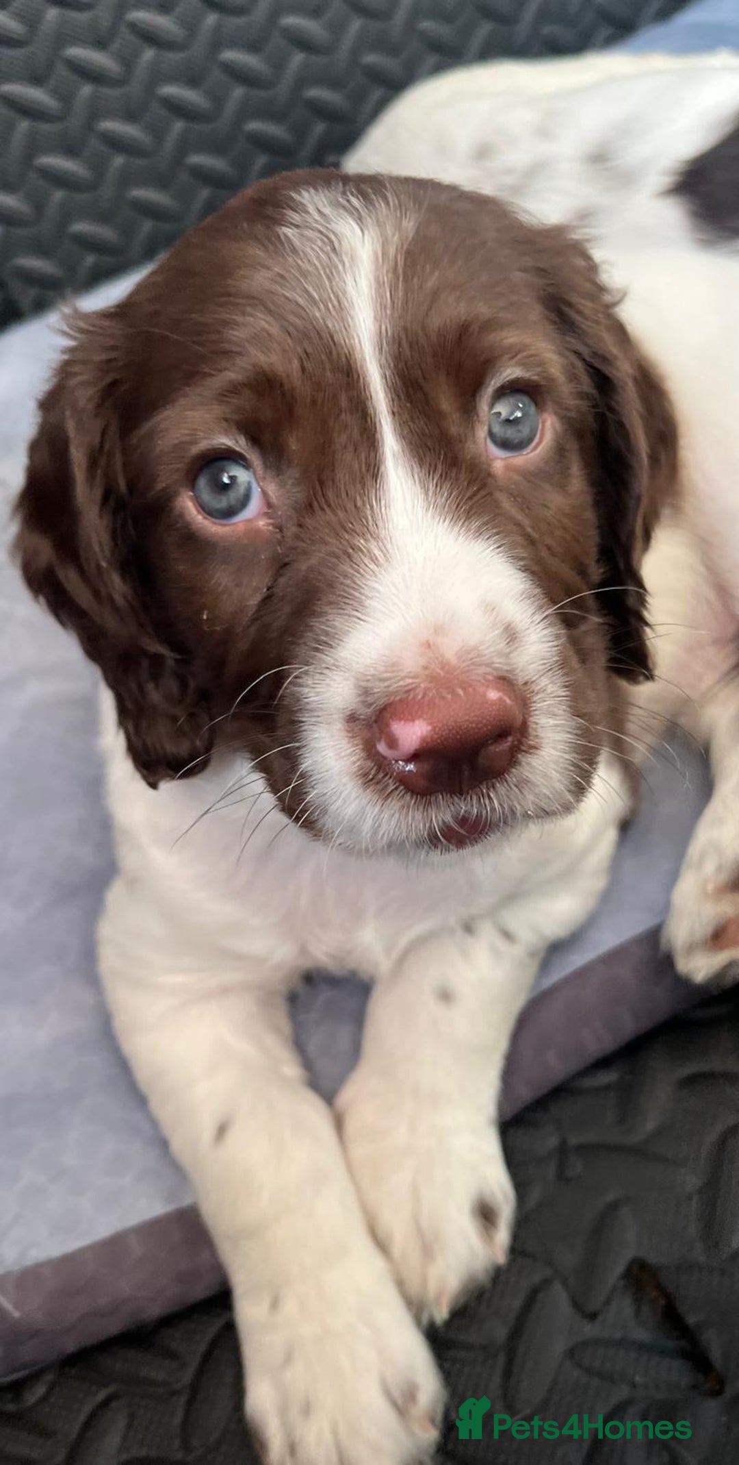 English Springer Spaniel dogs for sale: Beautiful English springer spaniel puppies - Image 7