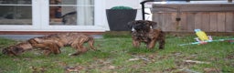 Presa Canario dogs for sale: Presa Canario Puppies (Recognised Breeder) - Advert 6