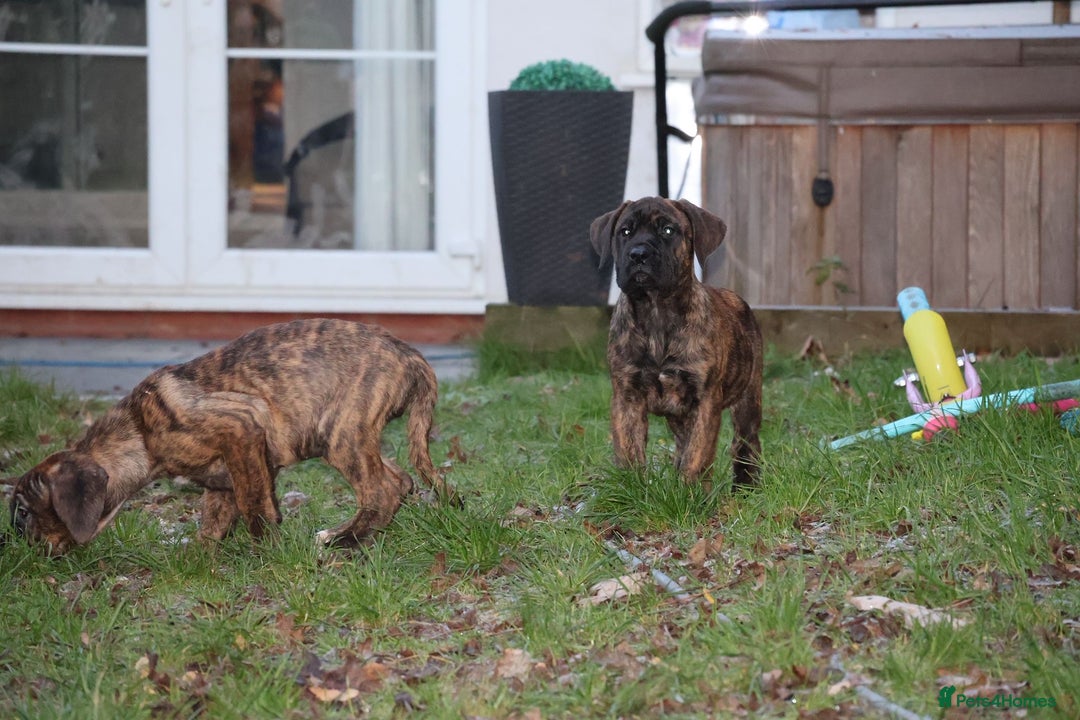 Presa Canario dogs for sale: Presa Canario Puppies (Recognised Breeder) - Advert 6