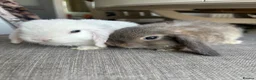 Mini Lop rabbits for sale: Lovely handsome mini lop bucks. - Advert 6