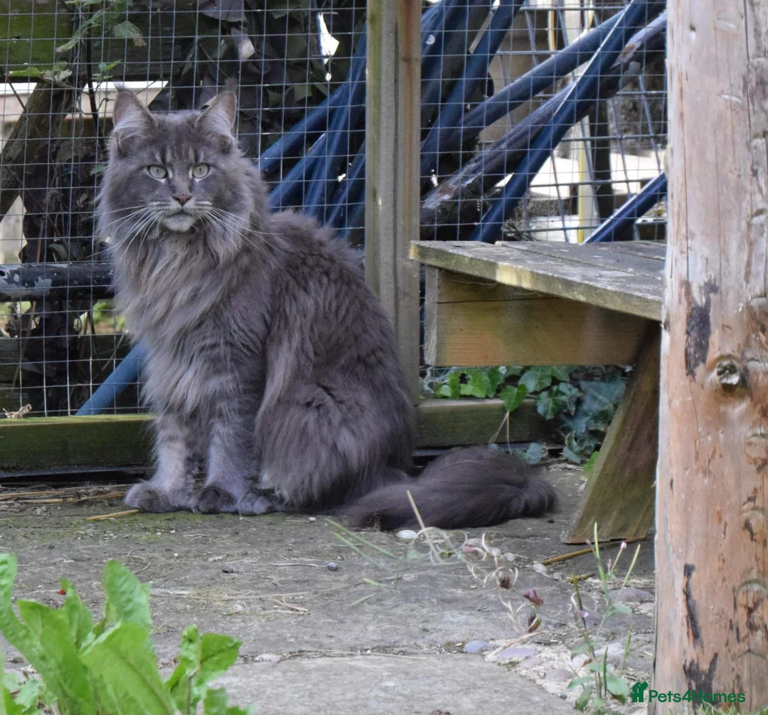 Maine Coon cats for sale: Tica registered pedigree poly Maine Coons. - Advert 1