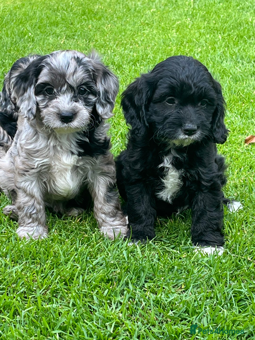 Cavapoo dogs for sale: Stunning Cavapoo puppies - Image 9