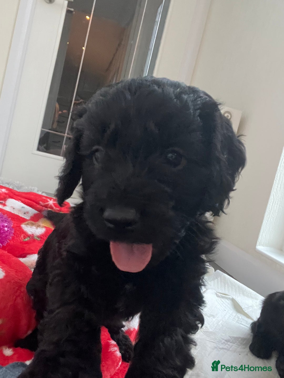 Cockapoo dogs for sale: Adorable beautiful f1 cockerpoo pups - Advert 18
