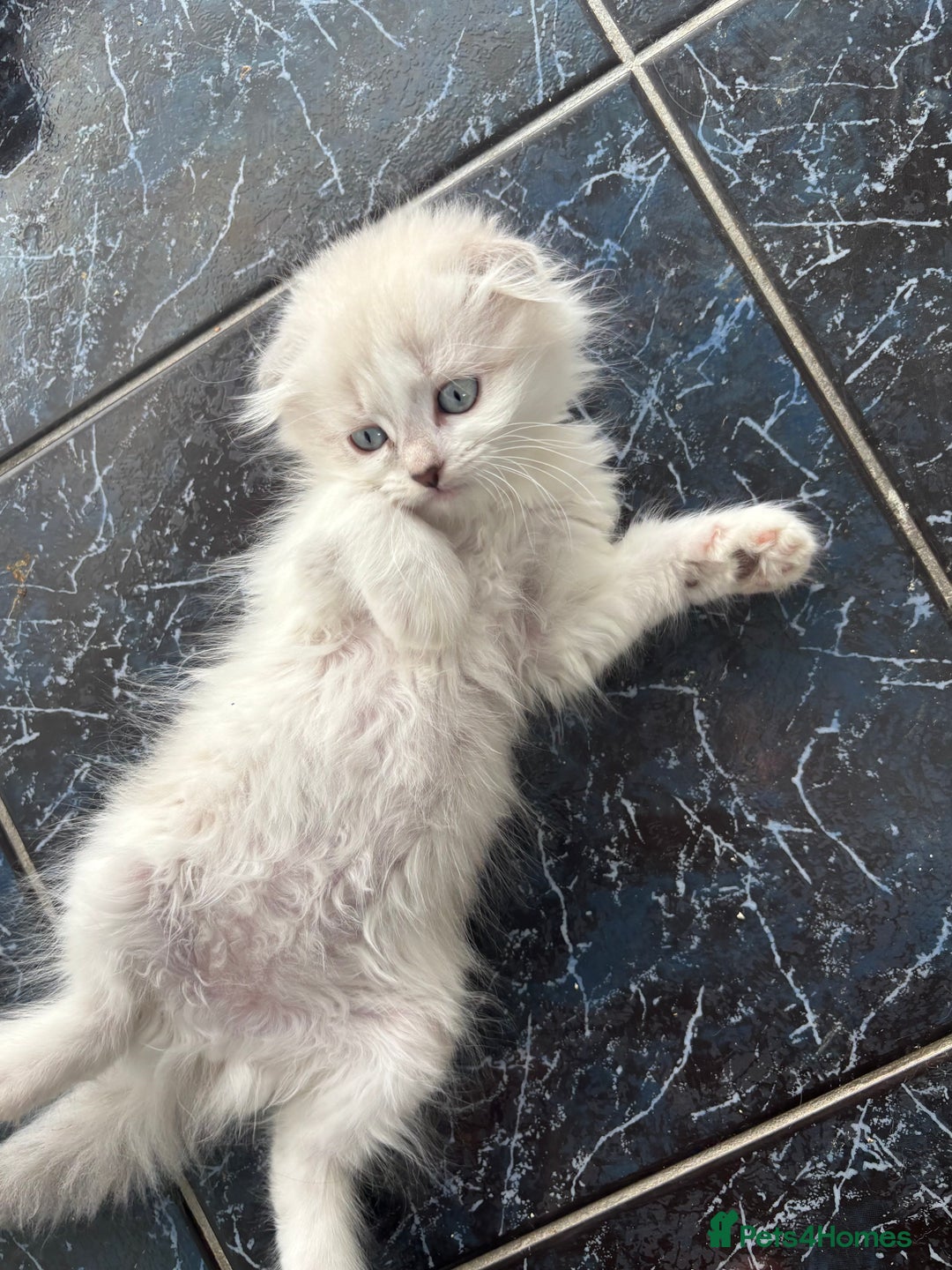 Scottish Fold cats for sale: 5 fluffy Scottish fold kittens  - Image 11