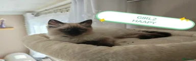 Gismo