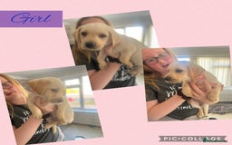 Labrador Retriever dogs for sale: Labrador puppies  - Image 2