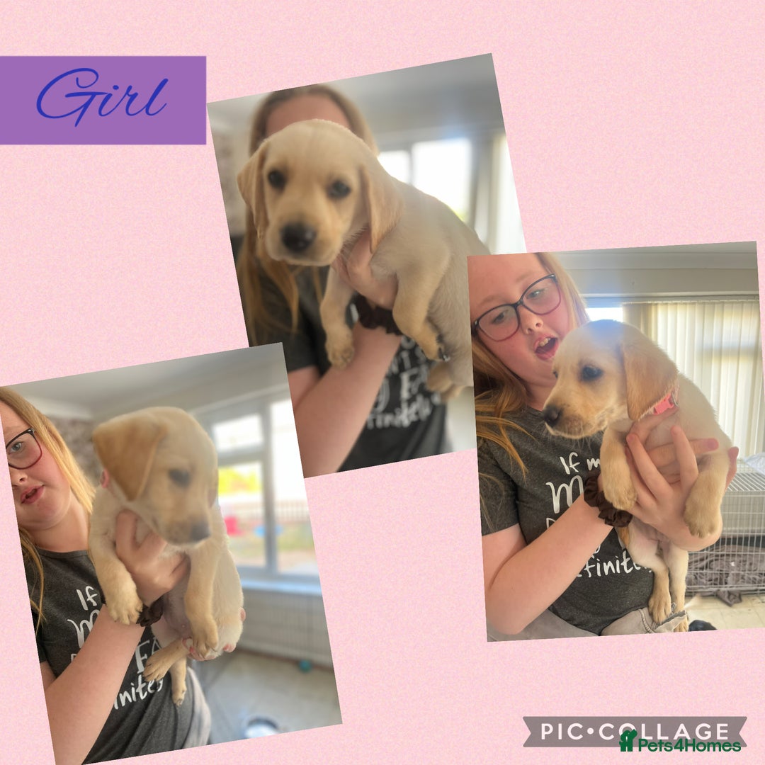 Labrador Retriever dogs for sale: Labrador puppies  - Image 2