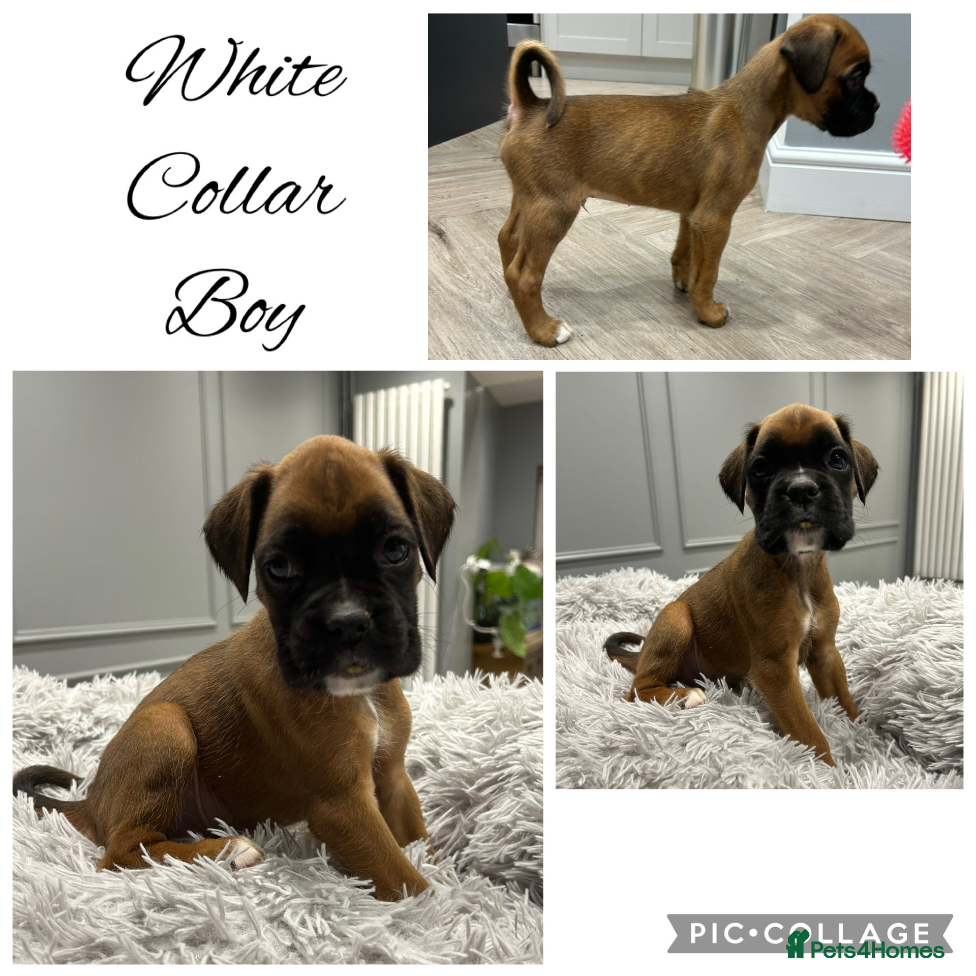 Boxer dogs Last beautiful boxer boy - Pet Only  - Advert 18
