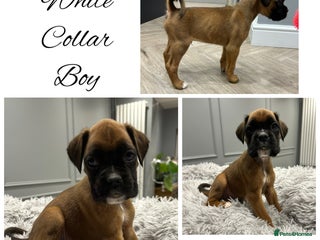 Boxer dogs Last beautiful boxer boy - Pet Only - Advert 18