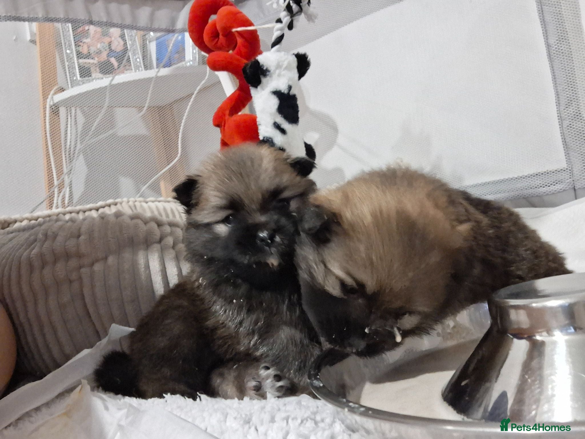 Pomeranian dogs Beautiful pomeranian pups just born!! - Advert 13