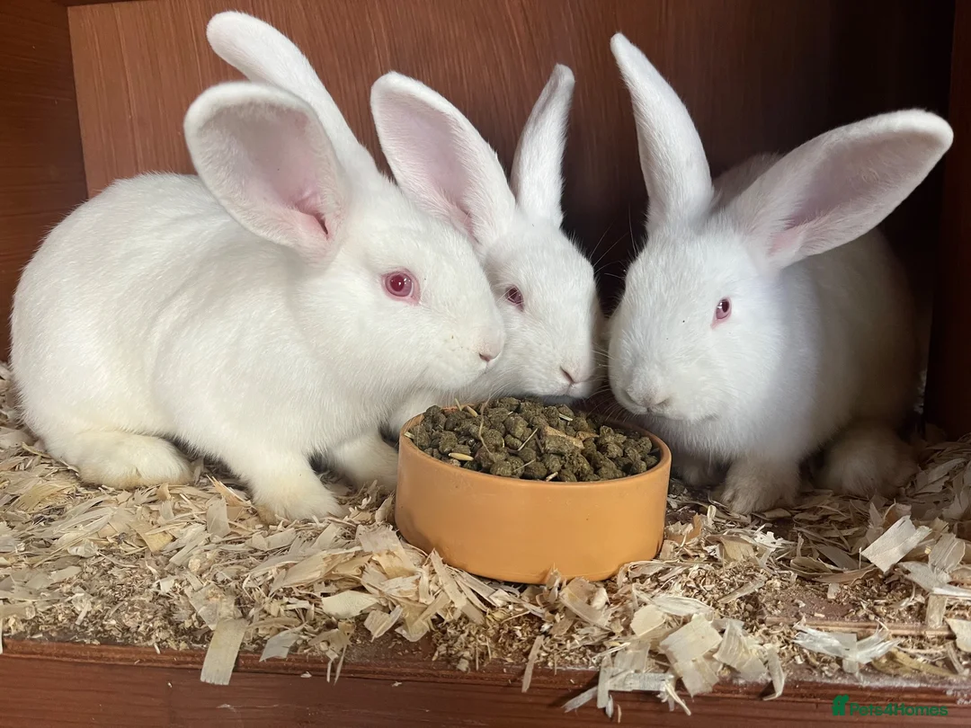 New Zealand rabbits for sale: Pure New Zealand Whites - Advert 1