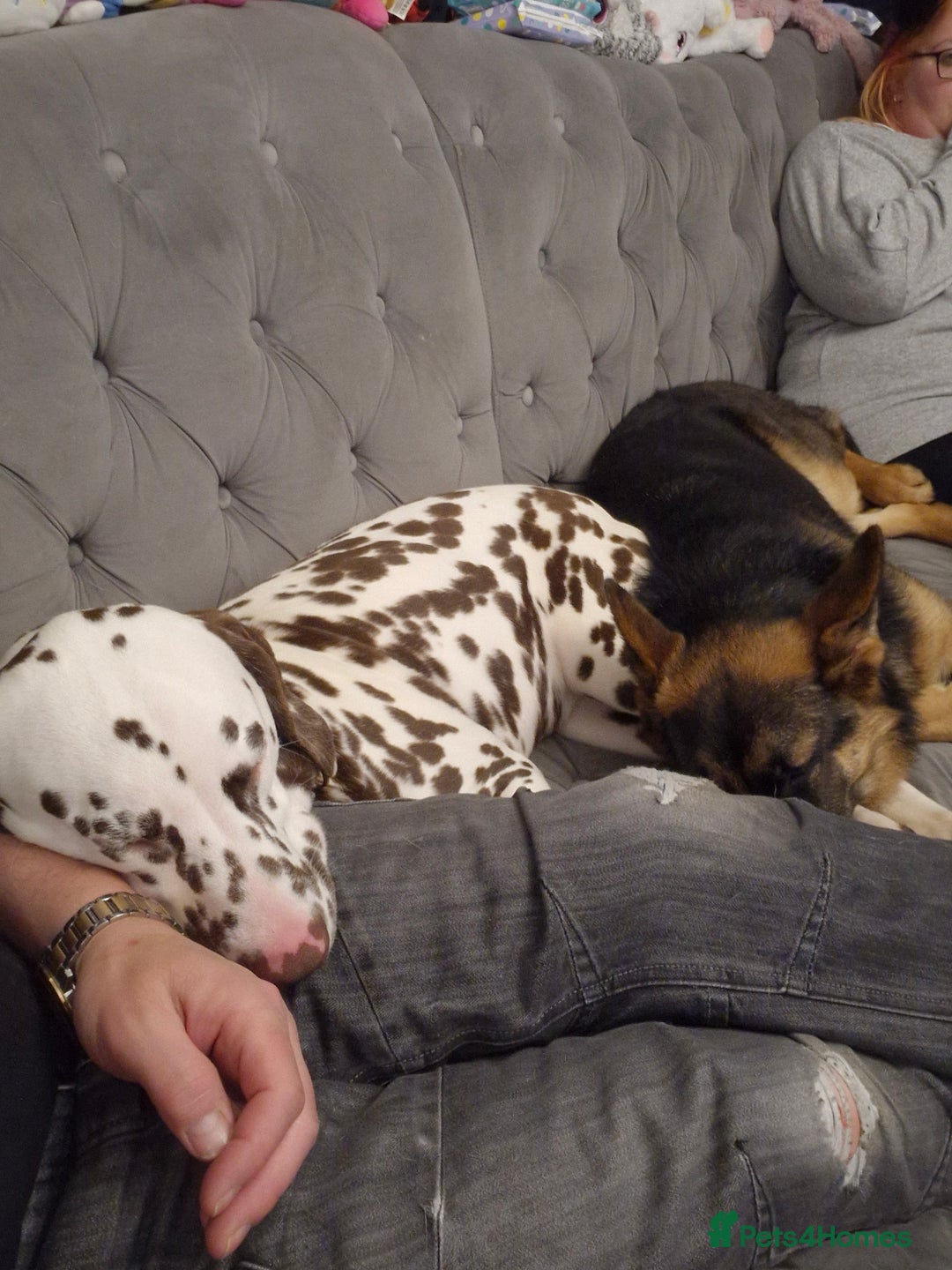 Mixed Breed dogs for sale: German shepherd and Dalmatian for rehoming - Advert 4