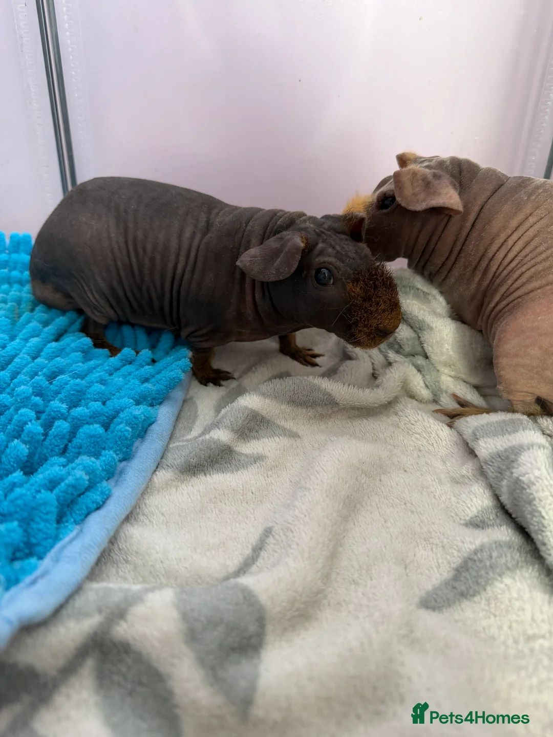 Guinea Pig rodents for sale: 2 male skinny pigs for sale  - Advert 8
