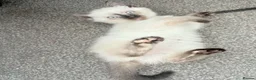 Mixed Breed cats for sale: Ragdoll-X-BSH - Advert 36