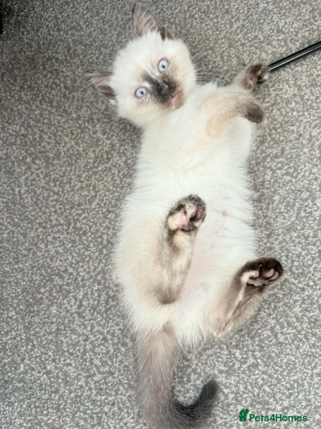 Mixed Breed cats for sale: Ragdoll-X-BSH - Advert 36