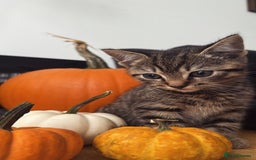 British Shorthair cats for sale: British short haired pedigree cross tabby kittens  - Image 2