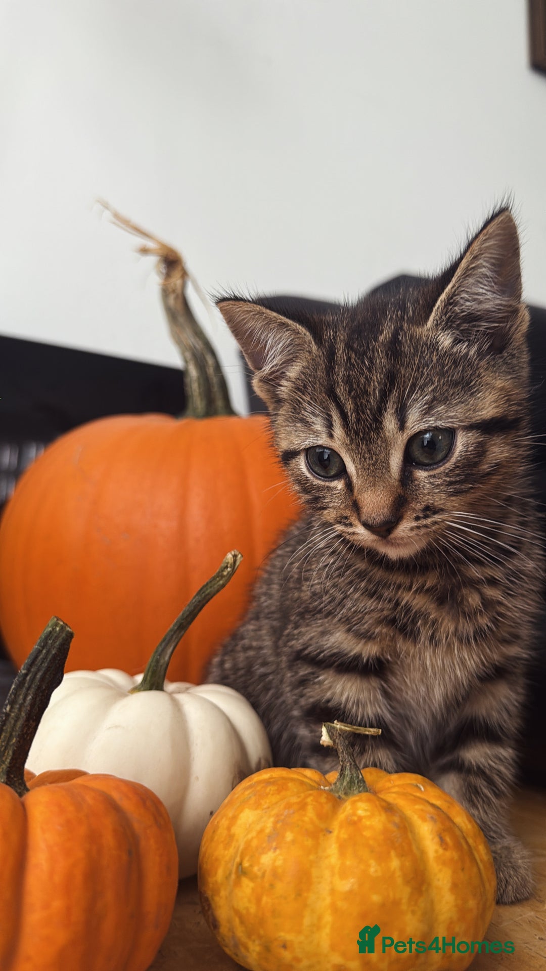 British Shorthair cats for sale: British short haired pedigree cross tabby kittens  - Image 2
